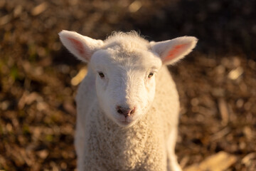 Naklejka na ściany i meble Portrait shot of a cute spring lamb