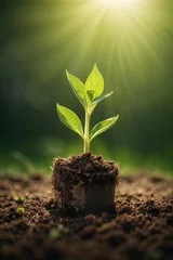 Fotobehang Green seedling growing in soil on nature background, new life concept © Viewvie