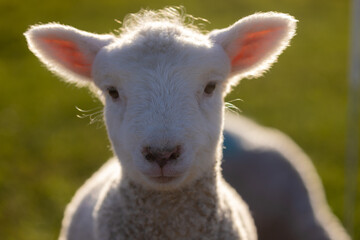 Naklejka premium Close up portrait shot of a cute spring lamb