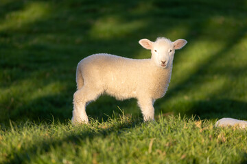 Obraz premium Portrait shot of a cute spring lamb