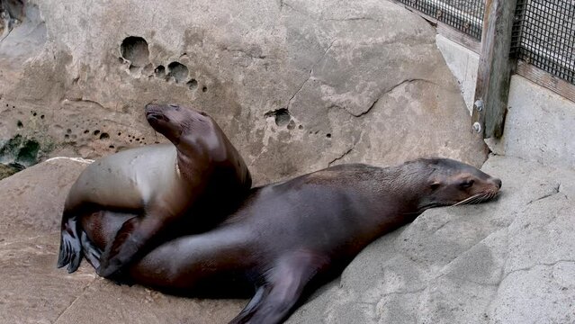 northern fur seal eared seals small cub climbs on his mother looking for breasts wants milk seals rest on the shore family relationships between animals mammals Vancouver Aquarium, BC, Canada
