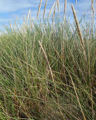 DUNES DE SABLE - Oyats - roseau des sables 4