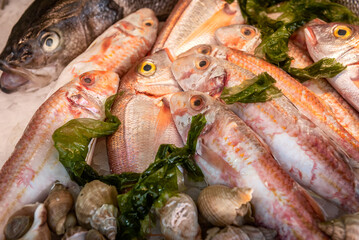 Seafood on ice at the fish market. Fish, shellfish, shrimp, squid, crab on ice
