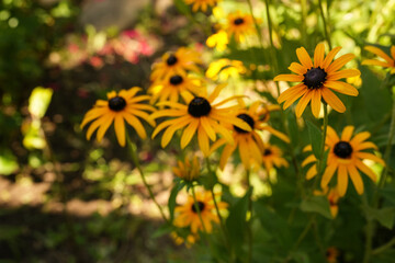 Filed of flowering of Rudbeckia  in the sunshine. Side view. 
