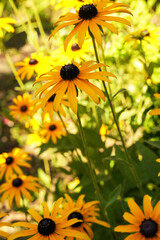 Rudbeckia plants, yellow flowers. Side view. 