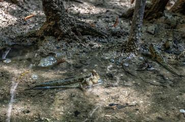 Mudskipper lungfish fish in mangrove forest, side view