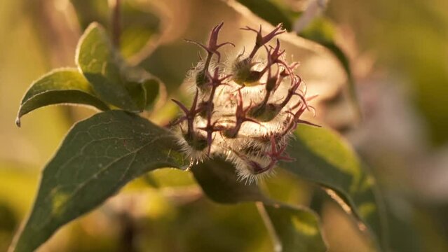 Close-up of wilted Linnaea amabilis during sunset. Green leaves and trees in the background. Linnaea amabilis plant during the golden hour. Nature summer footage.