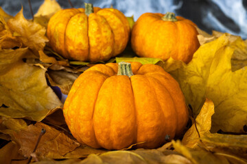 Halloween's holiday attributes. Three pumpkins on a black background with spider webs and autumn leaves. Trick or treat