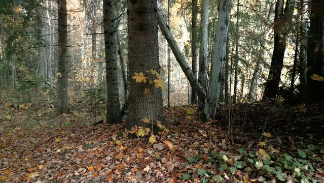 The yellow maple leaves on the ground in the forest from the tall maple tree in Estonia