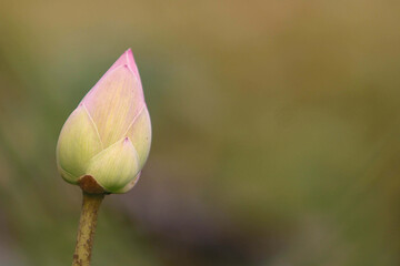 Newly born lotus with the sun that gives naturalness.