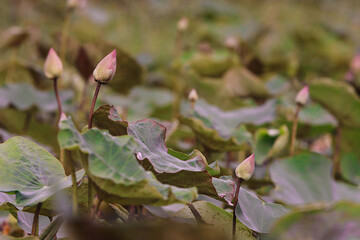 Lotus flower in a large lotus pond, affecting the evening sun with nature.