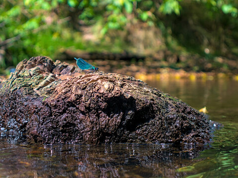Calopteryx virgo male dragonfly sitting on a rock in the river