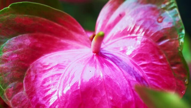 Bright pink blossom of Anthurium laceleaf flower with elongated spadix.