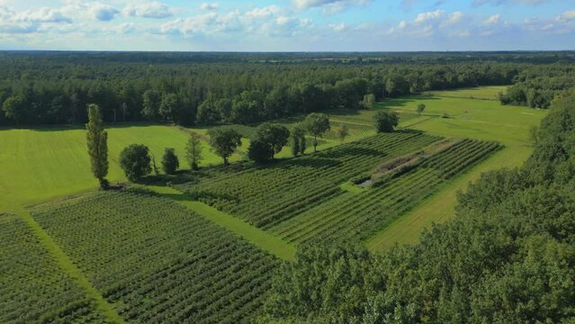 Beautiful Northen European trees lines up in a field in Limburg Belgium