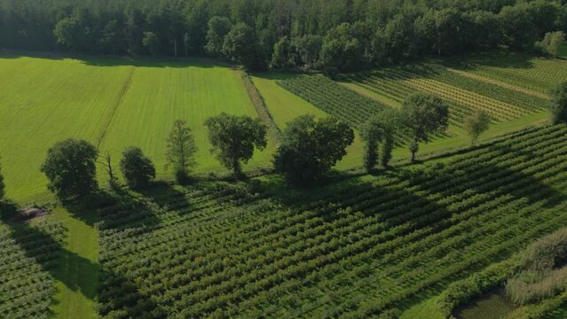 Top view of trees on a hill on a calm orchard on the Limburg countryside