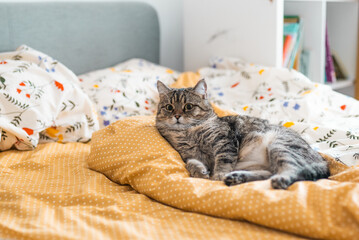 Cat lays on a bright bed sheets. Relax concept. Cat sleeps on a soft bed linens. Good sleeping theme. Pet indoor.