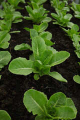 Gardening and vegetable cultivation