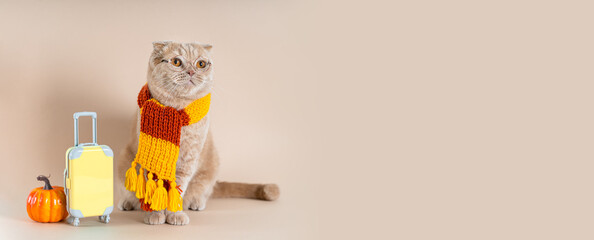 Funny cat wearing glasses and a knitted scarf going on vacation banner. Cat looking at copy space, yellow suitcase and pumpkin. Autumn vibes, fall travel web line. Tour operator promotion. Pet hotel. - obrazy, fototapety, plakaty