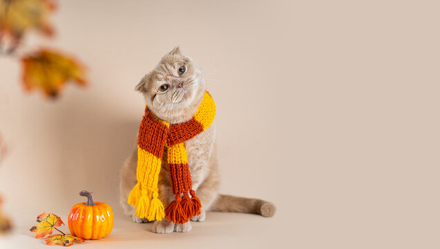 Cute cat wearing glasses and knitted scarf sitting on a beige background next to a pumpkin and autumn leaves and looking at free copy space. Fall sale banner, pet shop, event agency, advertisement