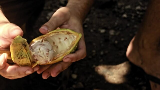 Close Up Of Breaking Cacao Fruit To Get The Seeds And Make Handmade Chocolate, Candid Authentic Moment Of Sustainable Slow Living Rural Life In Countryside Philippines