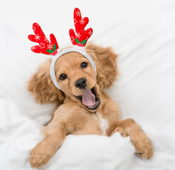 Yawning English Cocker spaniel puppy dressed like santa claus reindeer  Rudolf lying under white...
