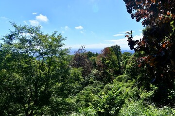 日本の高尾山の神社と森