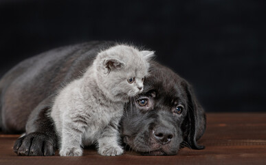 Sad Black Labrador puppy hugs tiny kitten on dark background