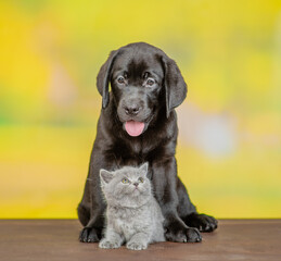 Black labrador puppy hugs tiny kitten at summer park