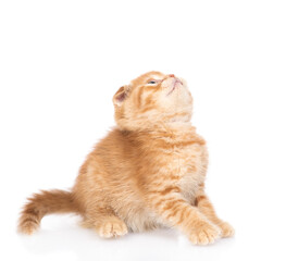 Curious ginger kitten sitting and looking up on empty space. isolated on white background