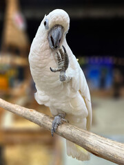 White parrot perched on a branch. Blurred background.