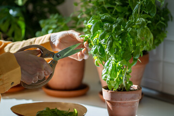 Female hands pruning green basil grown at home. Growing herbs daily use with food. Girl taking care...