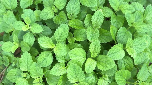 Fresh green Lemon balm Melissa officinalis herb leaves close-up in the home garden.