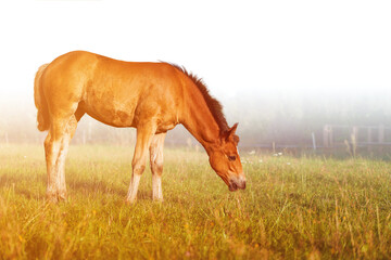 Naklejka na ściany i meble Isolated close-up of Foal grazing. Horse on nature. Portrait of a horse, brown horse