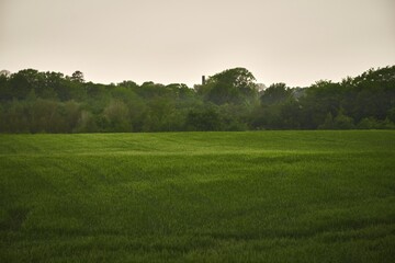 Green vibrant field in spring