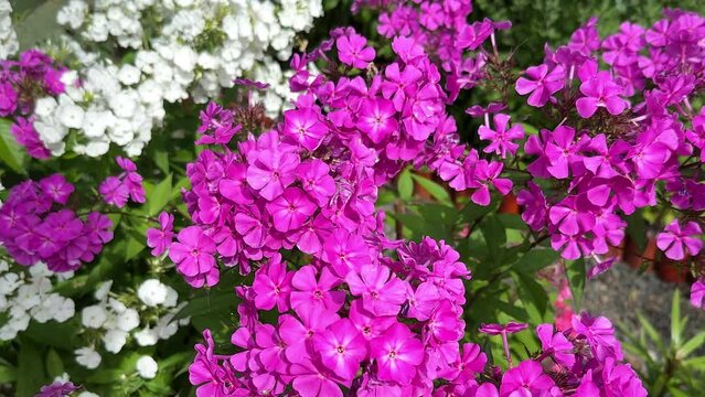 Blooming Purple and white Garden phlox paniculata vivid flowers in the garden in Summer.
