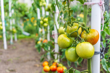 Vibrant organic, homegrown tomato plants