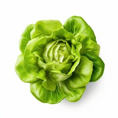 Obraz premium butter lettuce