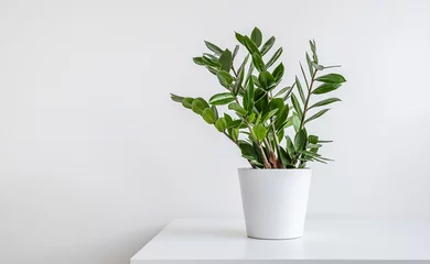 Foto op Canvas Zamioculcas, or Zanzibar gem plant in a white flower pot on a white table, home gardening and minimal home decor concept with copy space © t.sableaux
