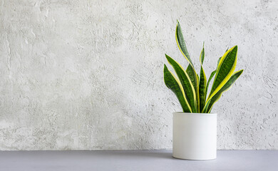 Sansevieria or snake plant in a white ceramic flowerpot on the light background, minimal modern interior with copy space