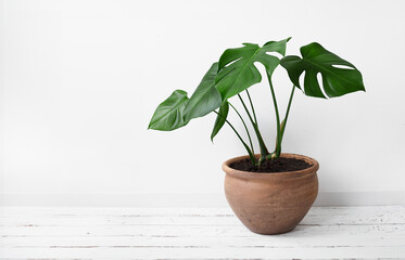 Monstera deliciosa or Swiss Cheese Plant in a clay pot on a white background, home gardening and connecting with nature, with copy space