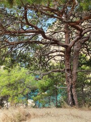 An impressive pine tree on a hill by the shore of a clear blue sea. The hill is steep and rocky, offering a sense of adventure and exploration. 