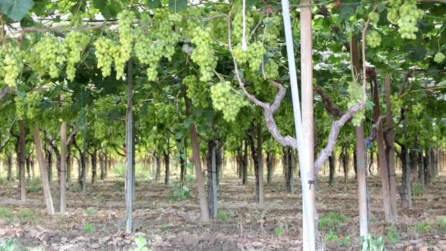 Vigna di uva bianca della puglia. Vigneto per vino di origine controllata