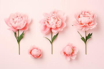 Collection of beautiful peony flowers on solid background.