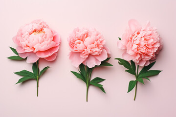 Collection of beautiful peony flowers on solid background.