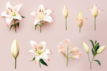 Collection of beautiful Lily flowers on solid background.