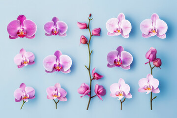 Collection of beautiful orchid flowers on solid background.