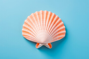Beautiful sea shell on solid studio background. Ocean summer and vacation concept.