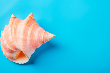 Fototapeta na wymiar Beautiful conch sea shell on solid studio background. Ocean summer and vacation concept.