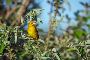 Spectacled Weaver perched on bush in Kruger National park, South Africa ; Specie Ploceus ocularis family of Ploceidae