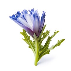 Naklejka premium chicory